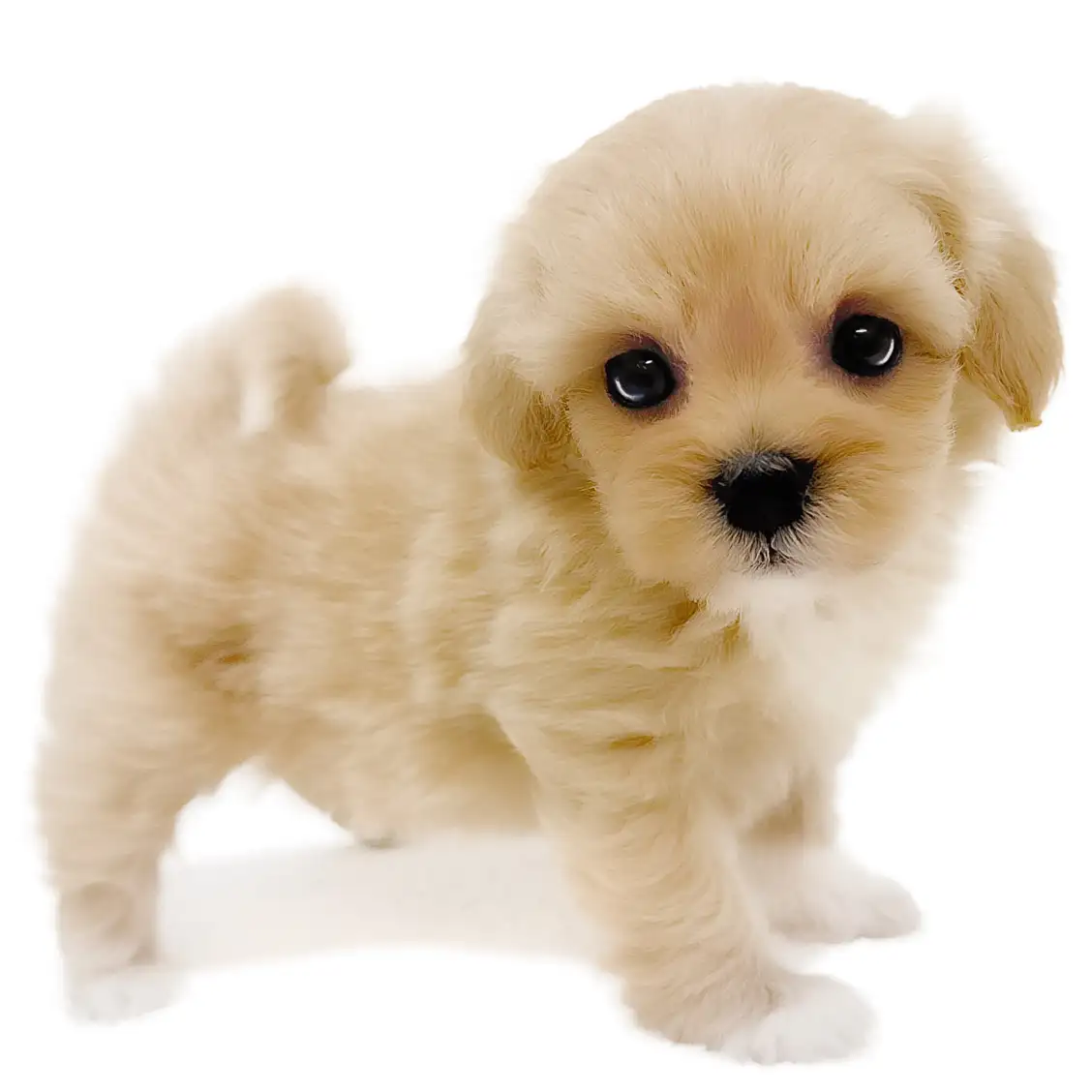 MIX（マルチーズ×トイプードル）