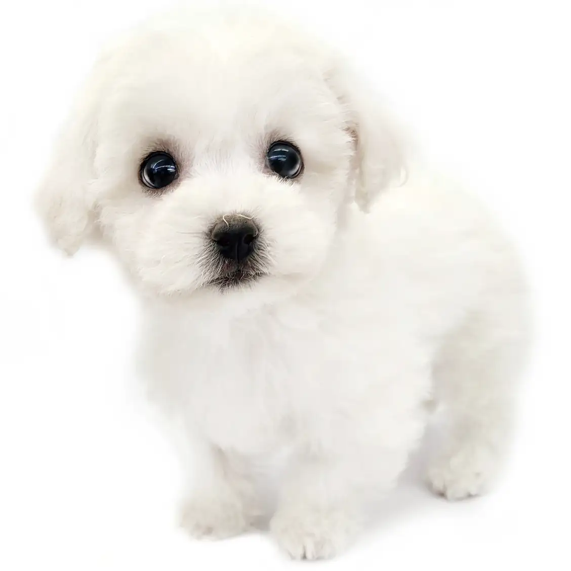 ビションフリーゼ