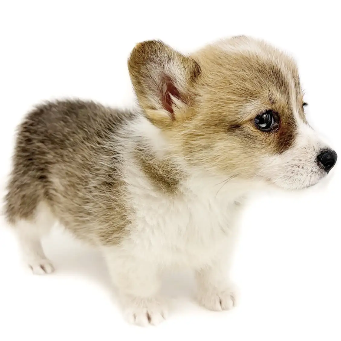 ウェルシュコーギーペンブローク