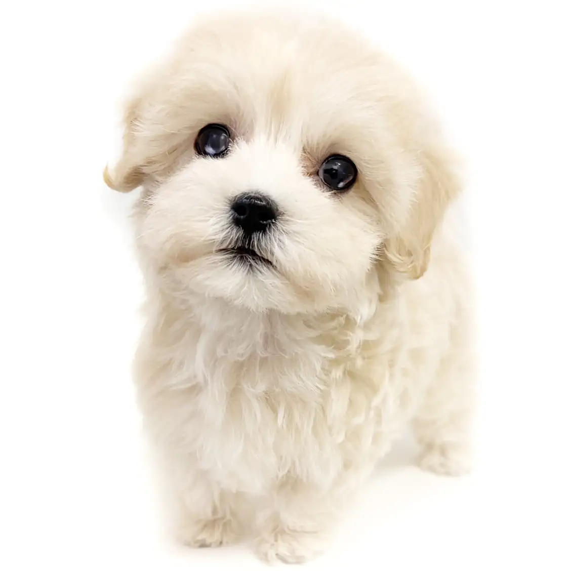 MIX（トイプードル×マルチーズ）