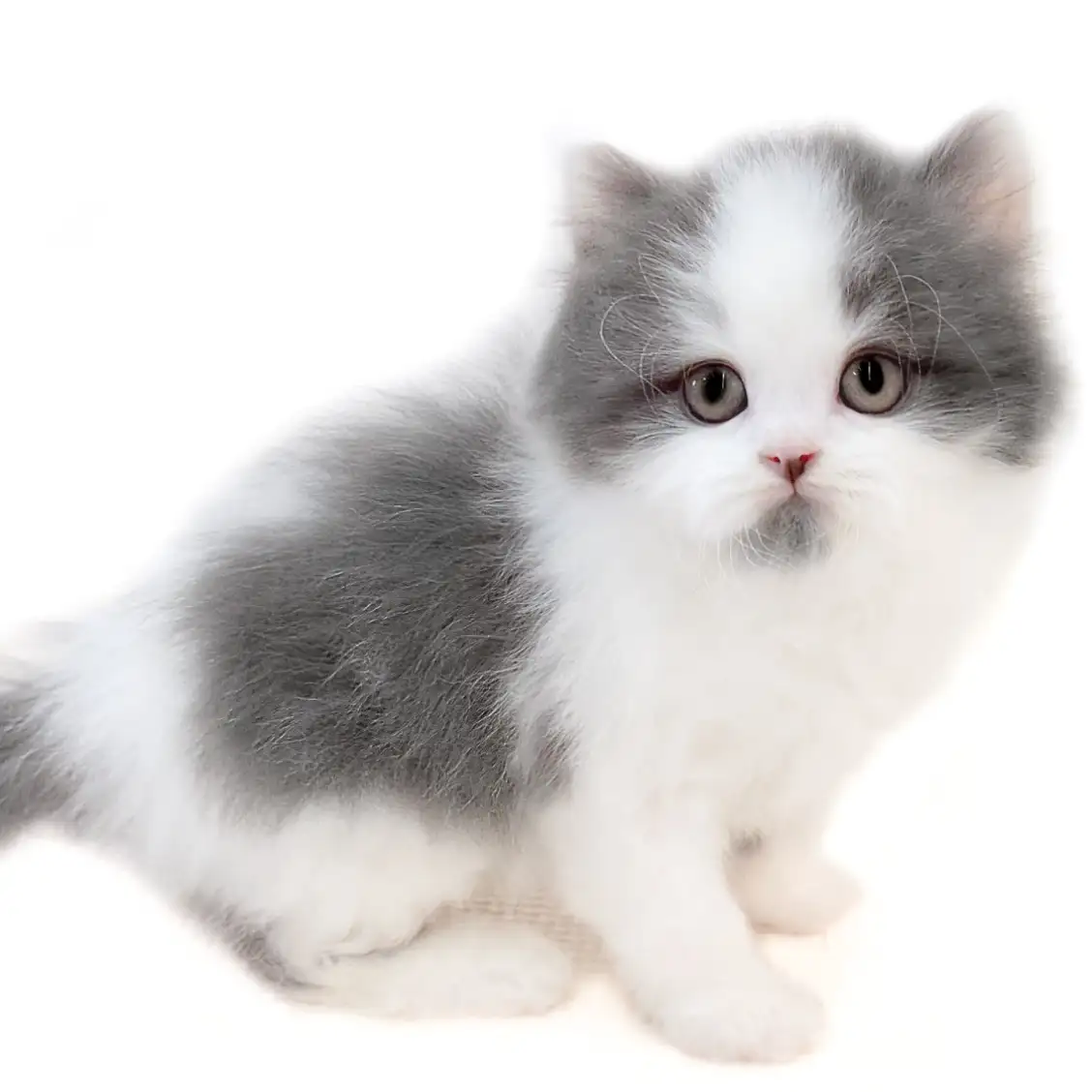 ブリティッシュロングヘア