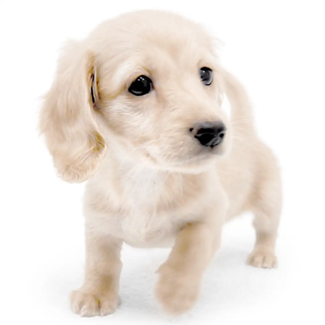 ミニチュア・ダックスフント