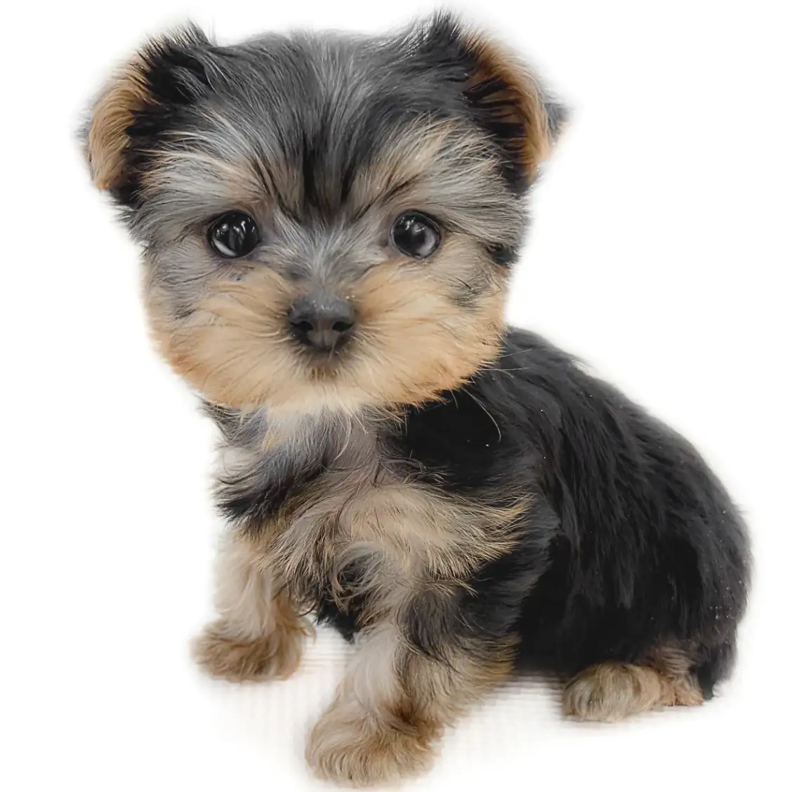 ヨークシャーテリア