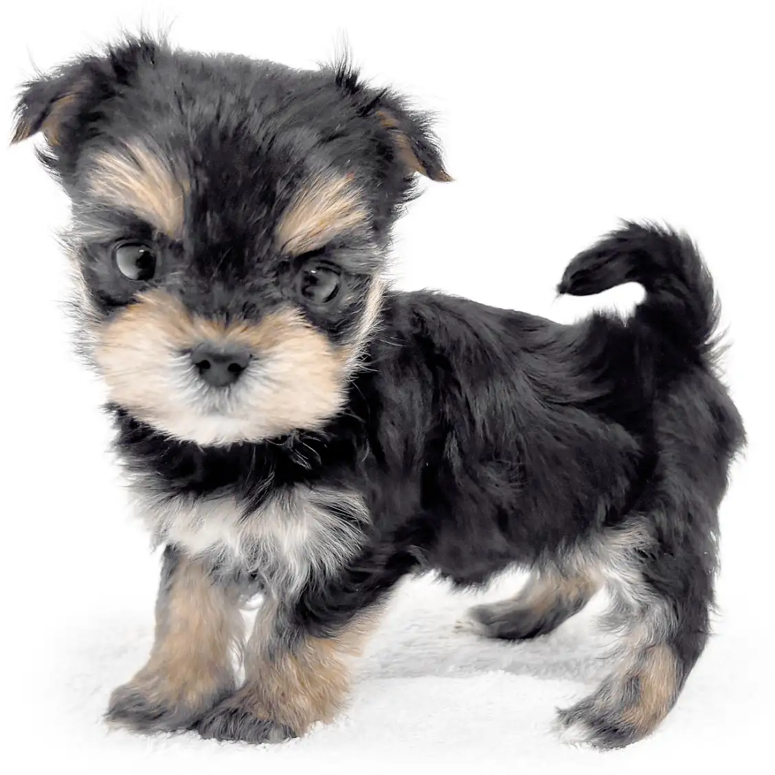 MIX（マルチーズ×ヨークシャーテリア）