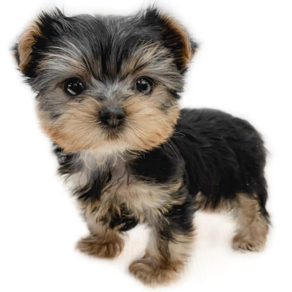 ヨークシャーテリア