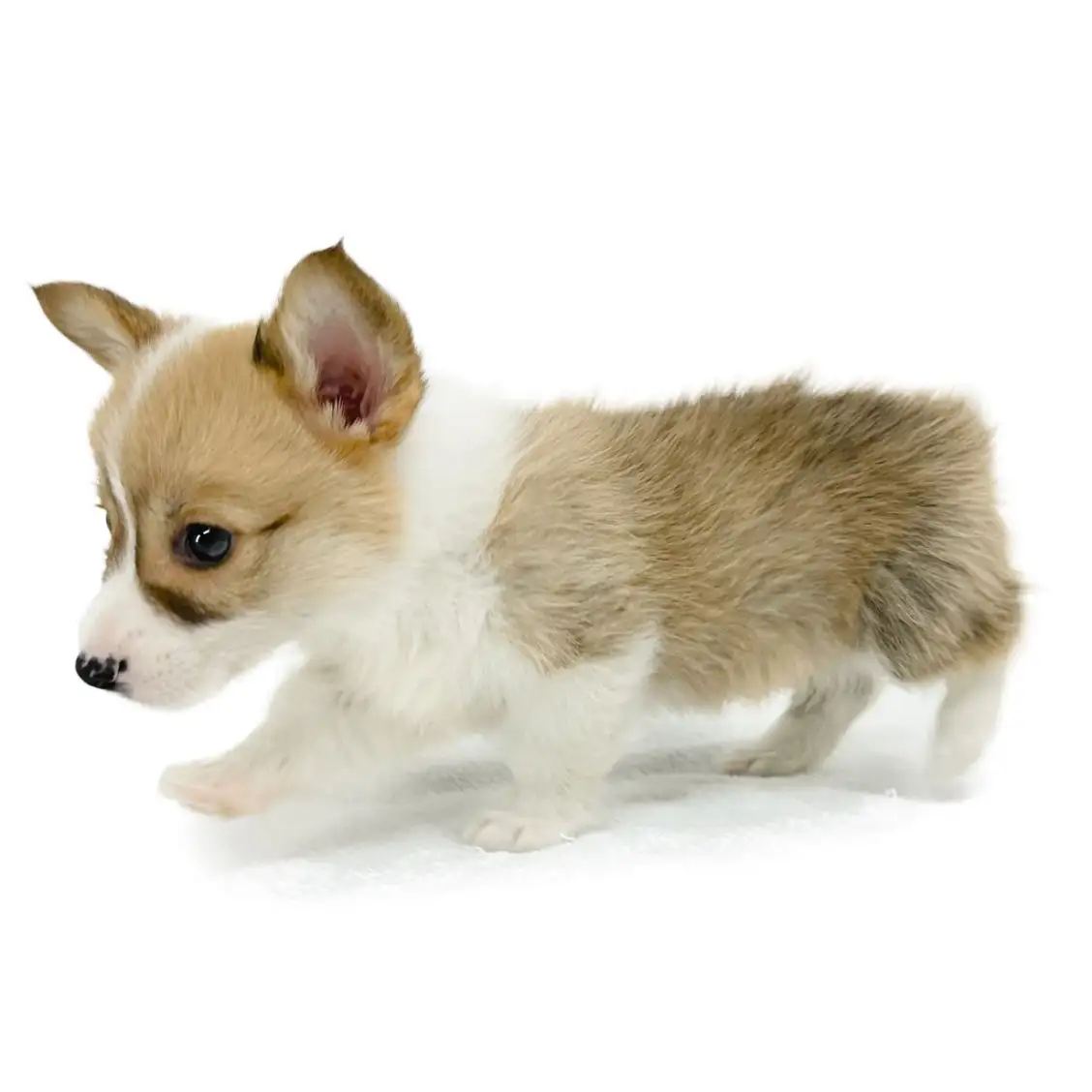 ウェルシュコーギーペンブローク