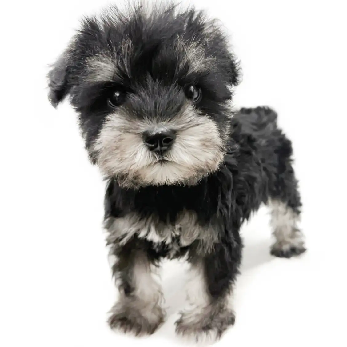 ミニチュア・シュナウザー