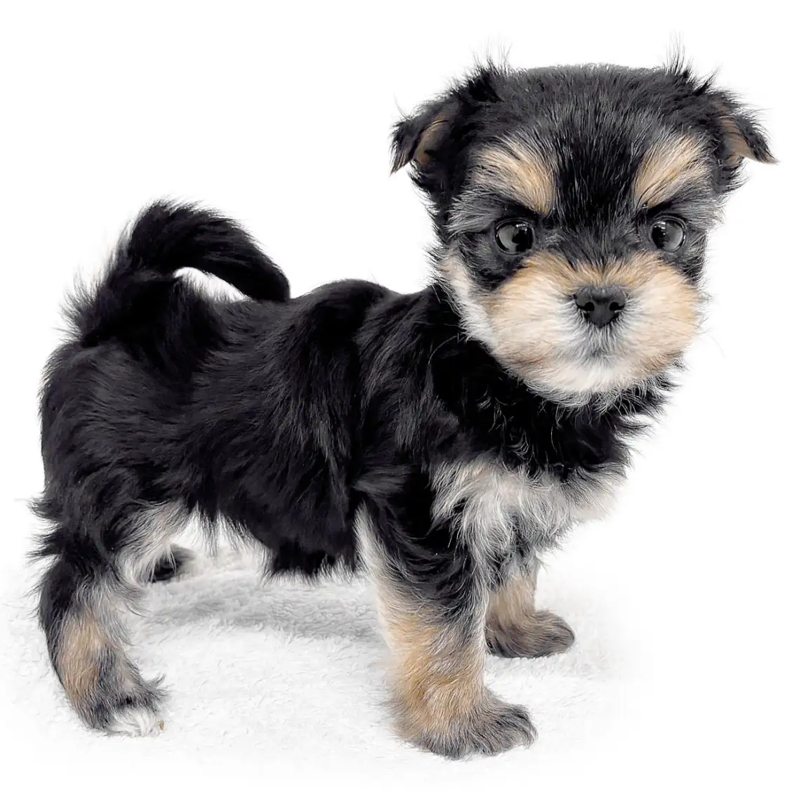 MIX（マルチーズ×ヨークシャーテリア）