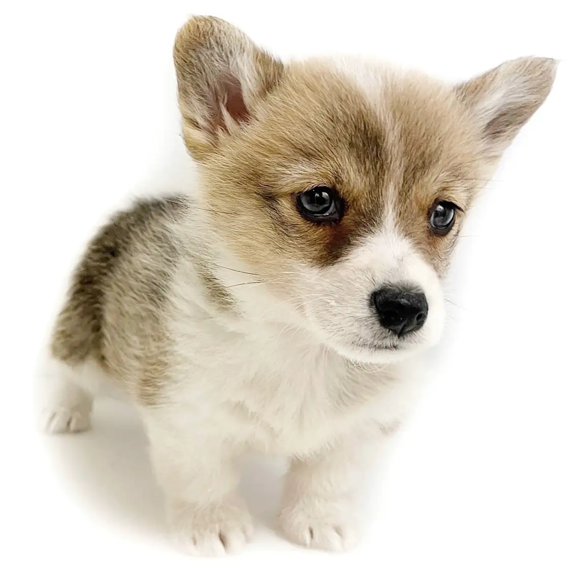 ウェルシュコーギーペンブローク