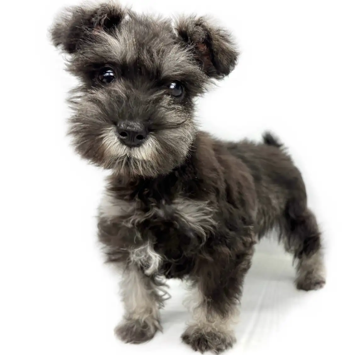 ミニチュア・シュナウザー