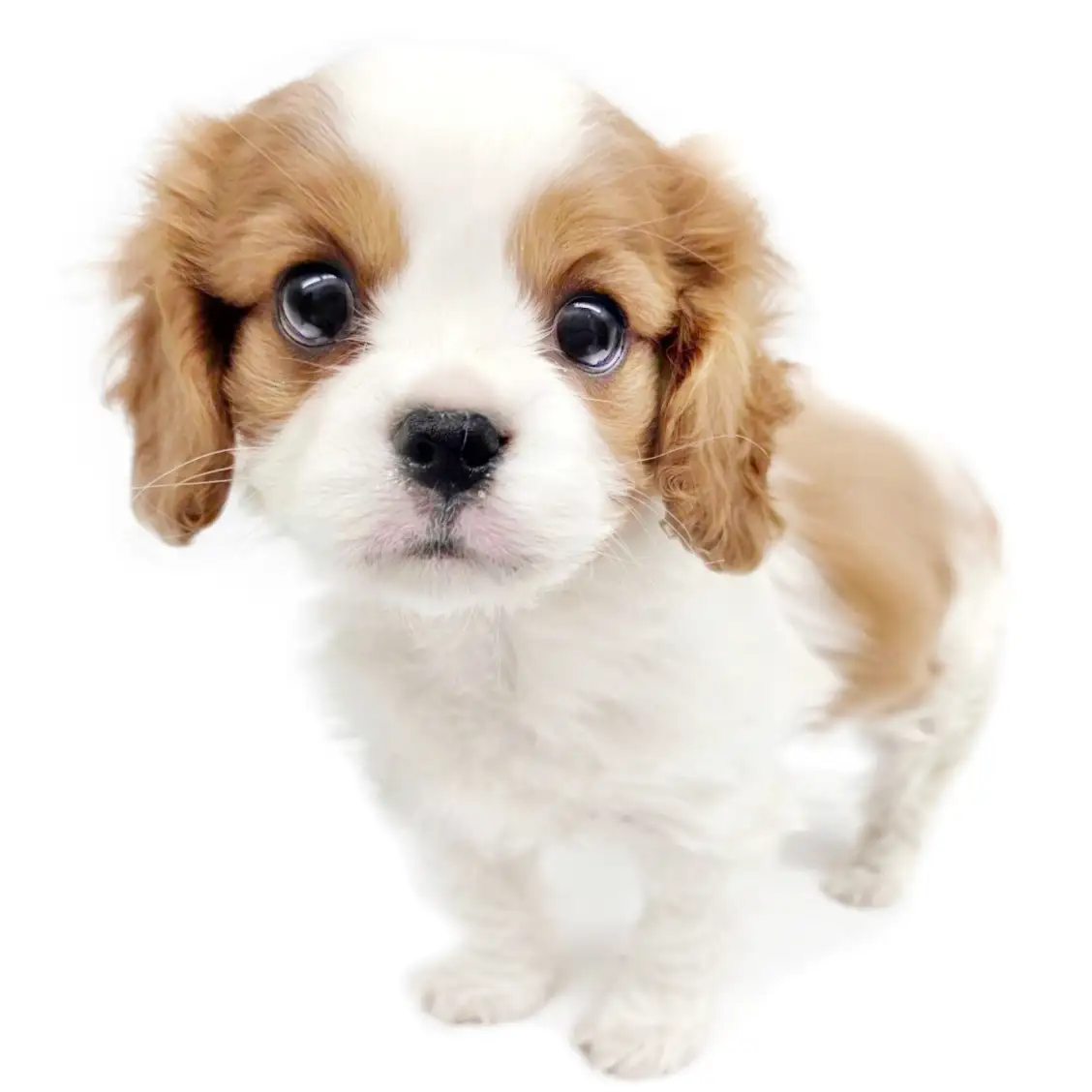 キャバリア・キングチャールズ・スパニエル