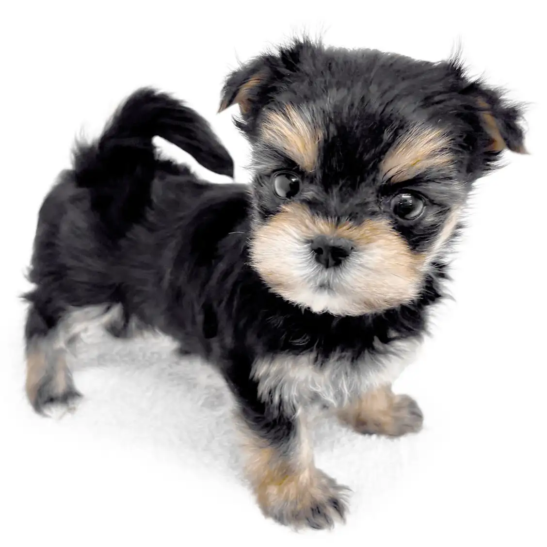 MIX（マルチーズ×ヨークシャーテリア）