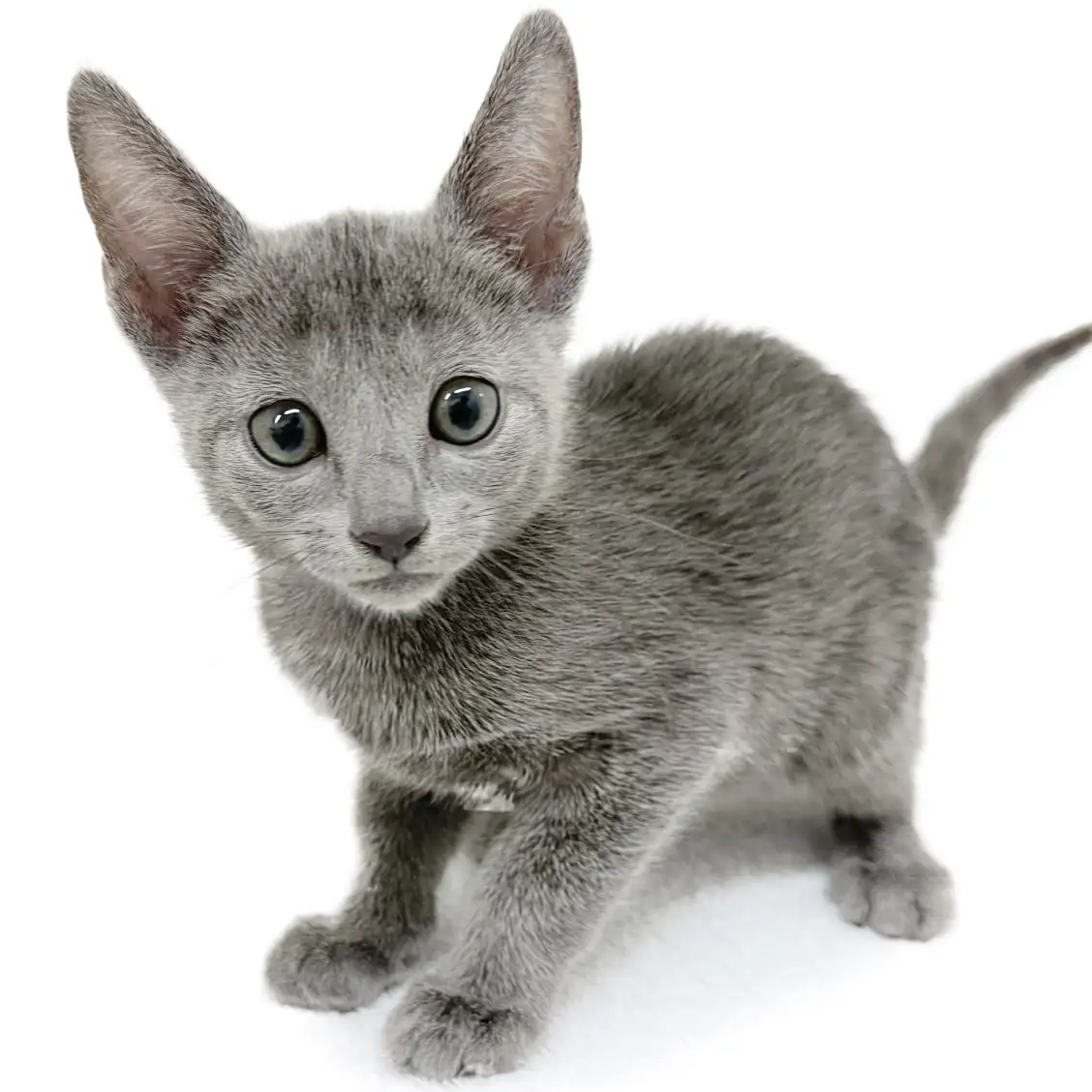 ロシアンブルー