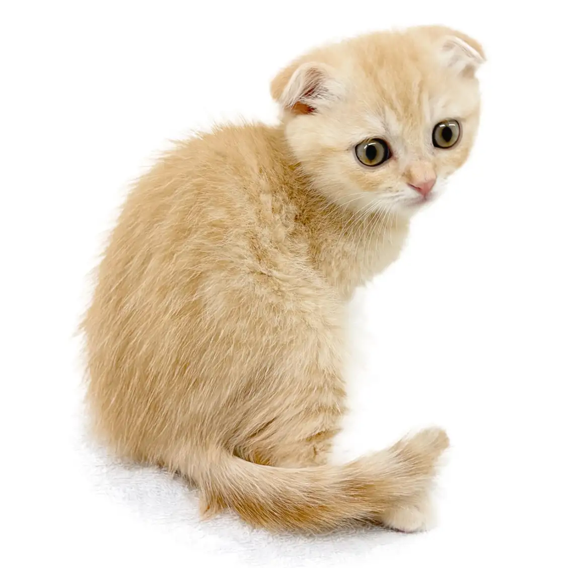 スコティッシュフォールド