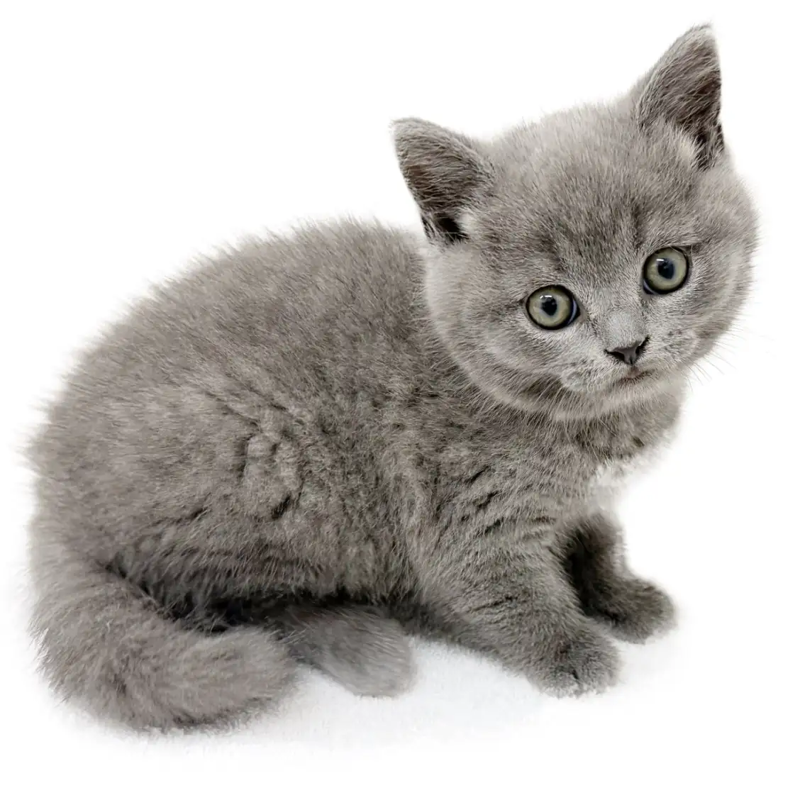 ブリティッシュショートヘア