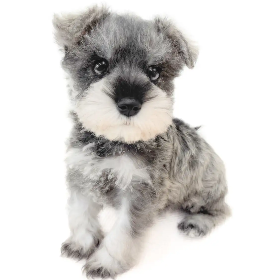 ミニチュア・シュナウザー