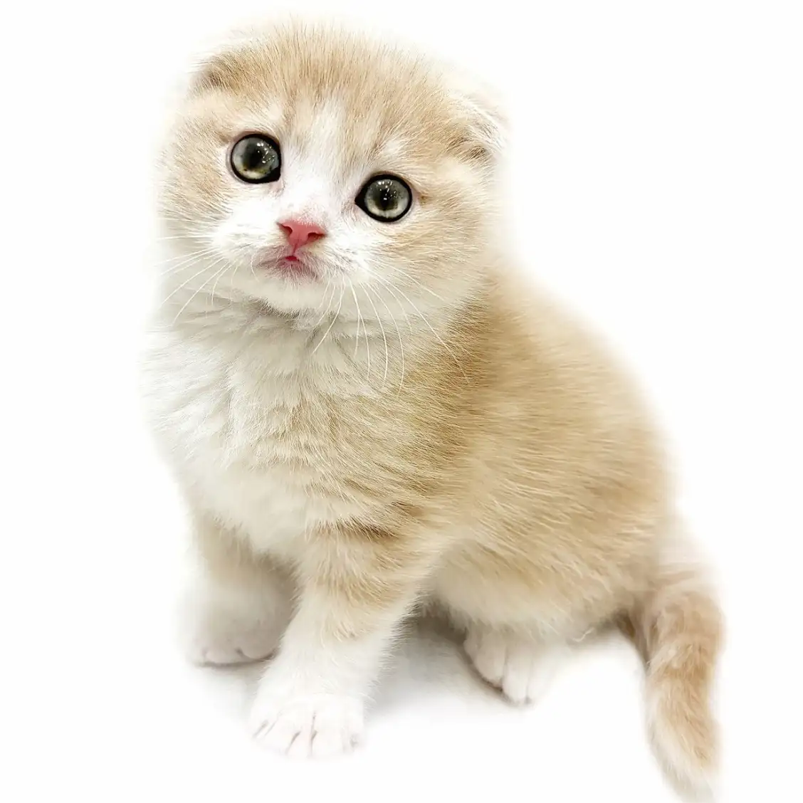 スコティッシュフォールド