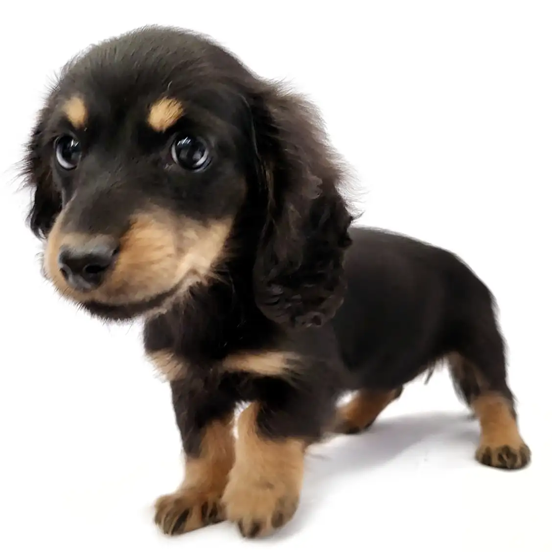 カニンヘン・ダックスフント