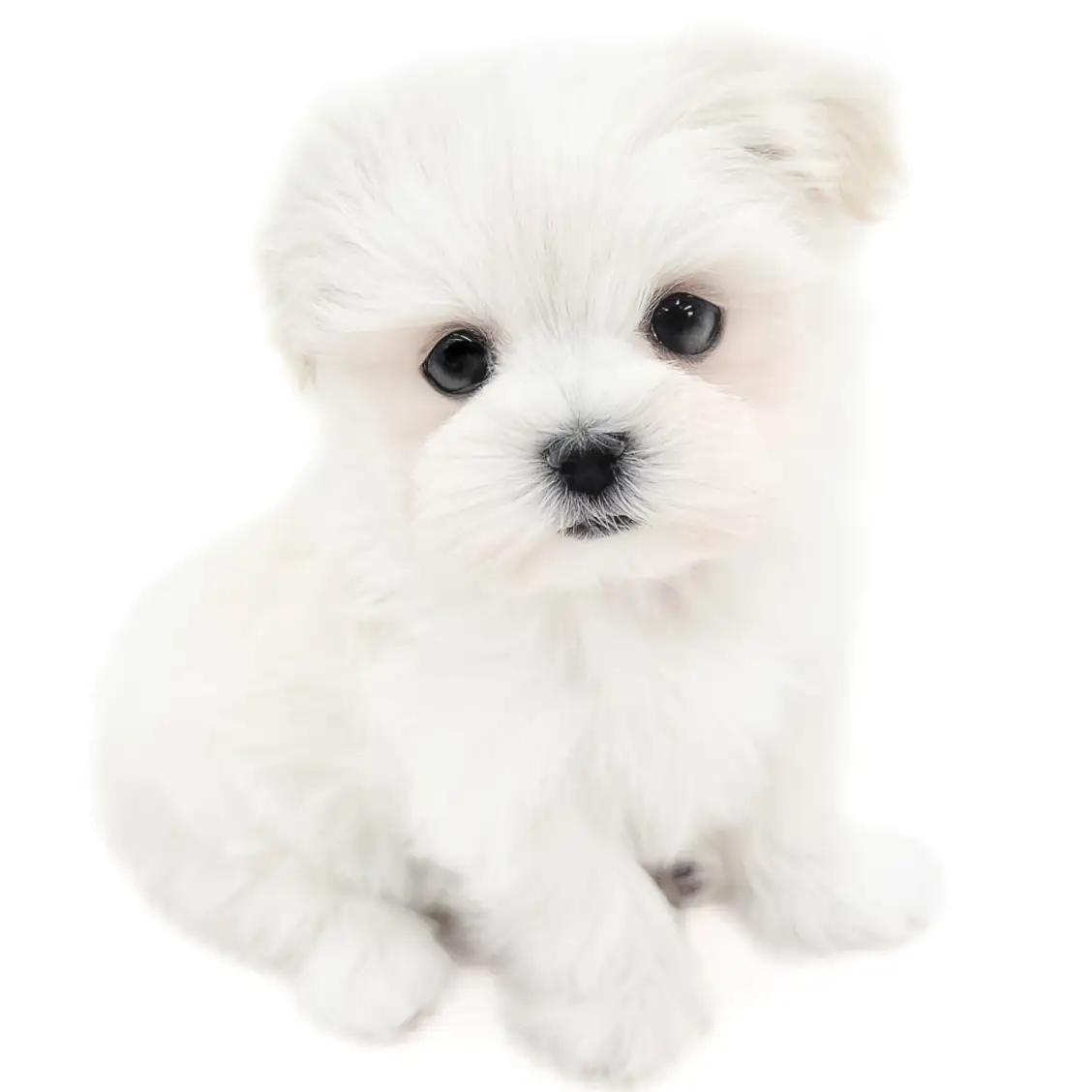 MIX（マルチーズ×ポメラニアン）