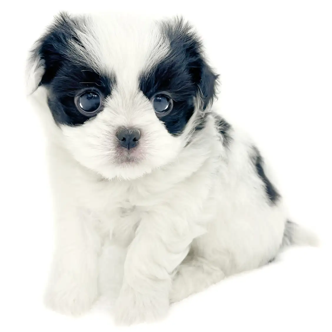 MIX（トイプードル×狆）