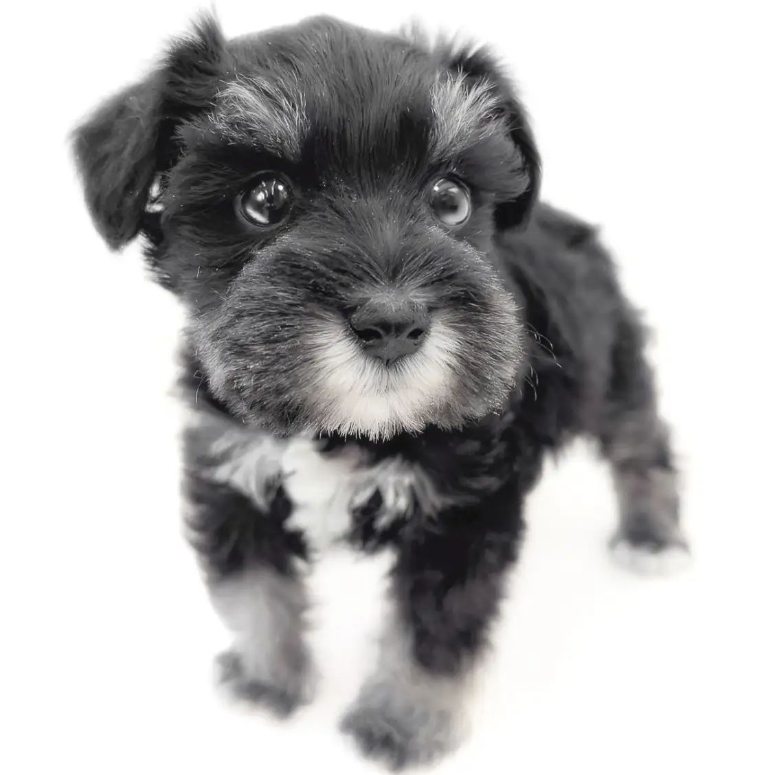 ミニチュア・シュナウザー