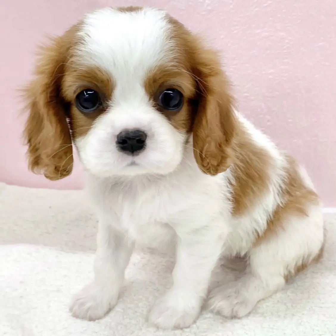 キャバリア・キングチャールズ・スパニエル