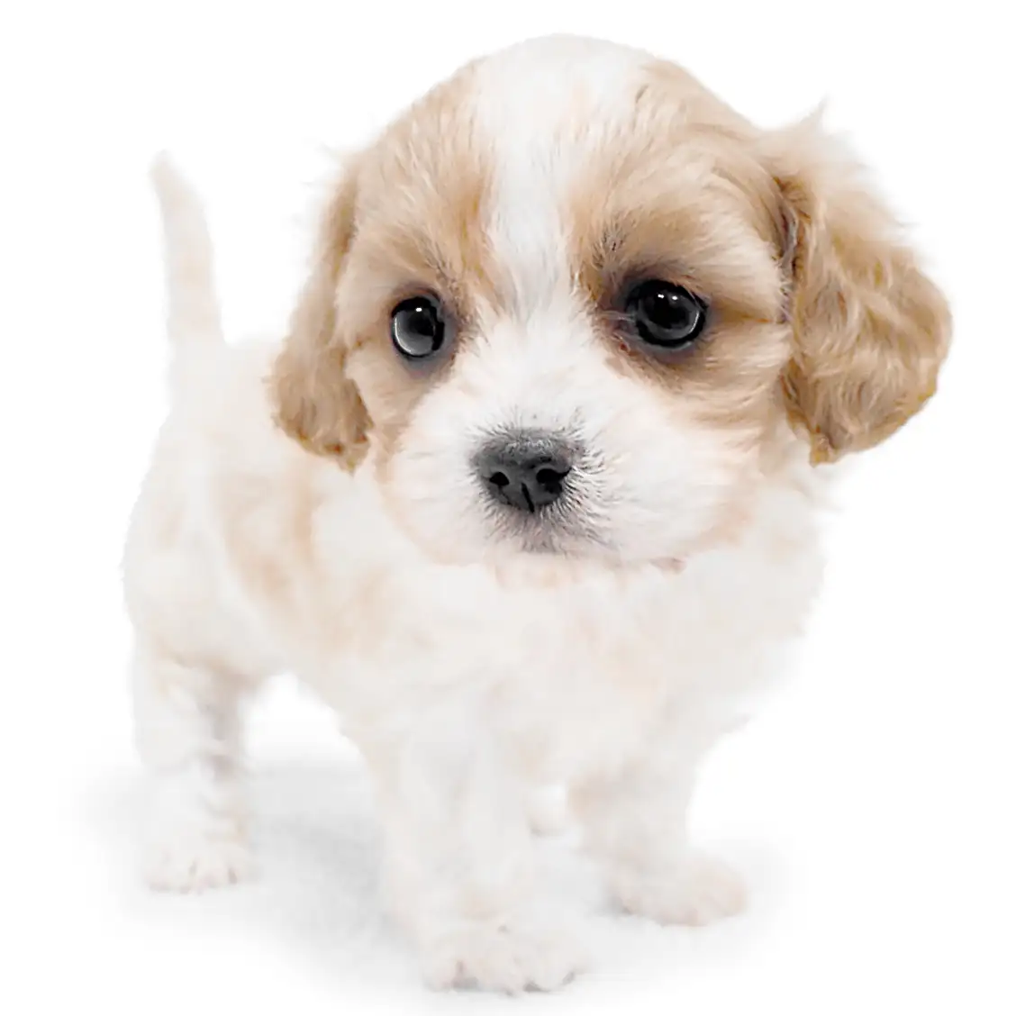 MIX(キャバリアキングチャールズスパニエル×ビションフリーゼ)