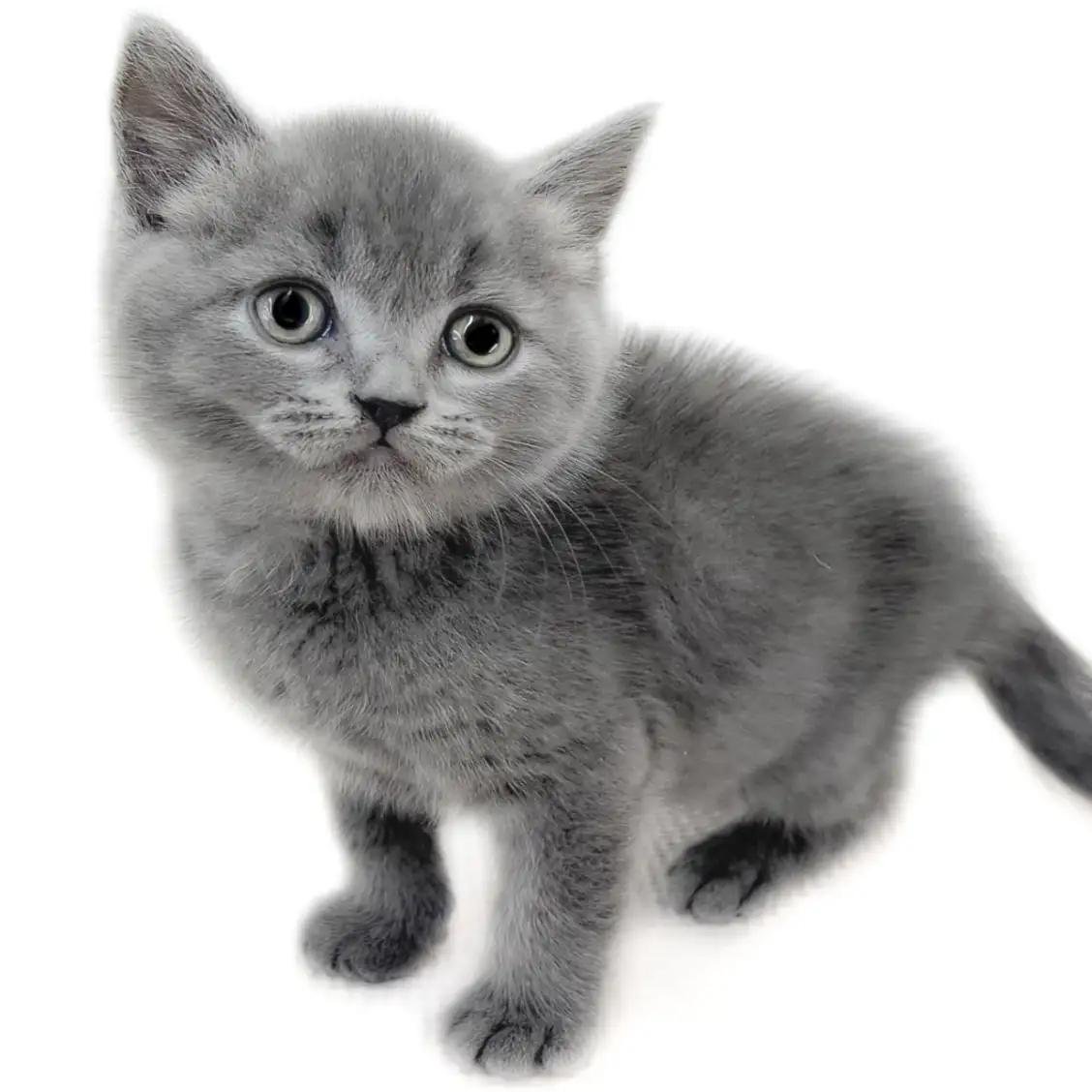 ブリティッシュショートヘア