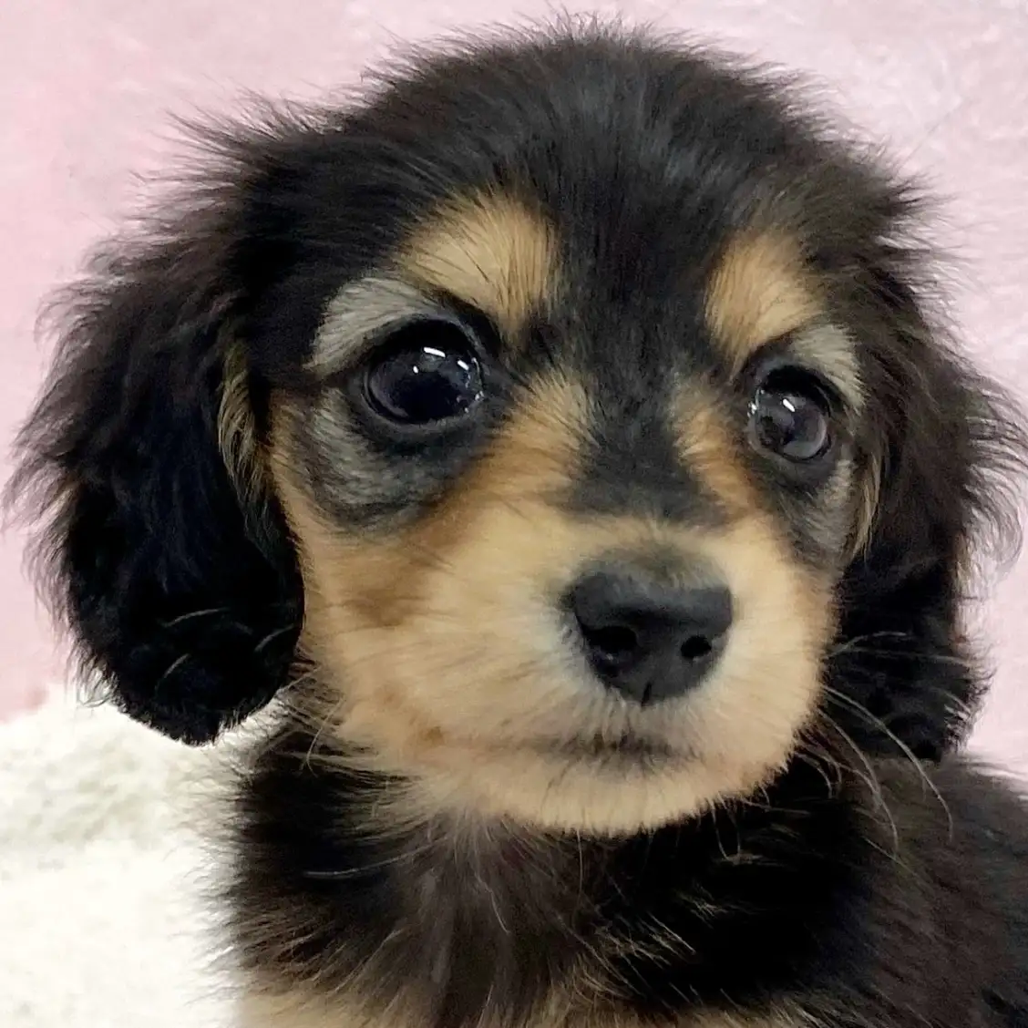 ミニチュア・ダックスフント | ペットショップ マルワン 小さめ子犬