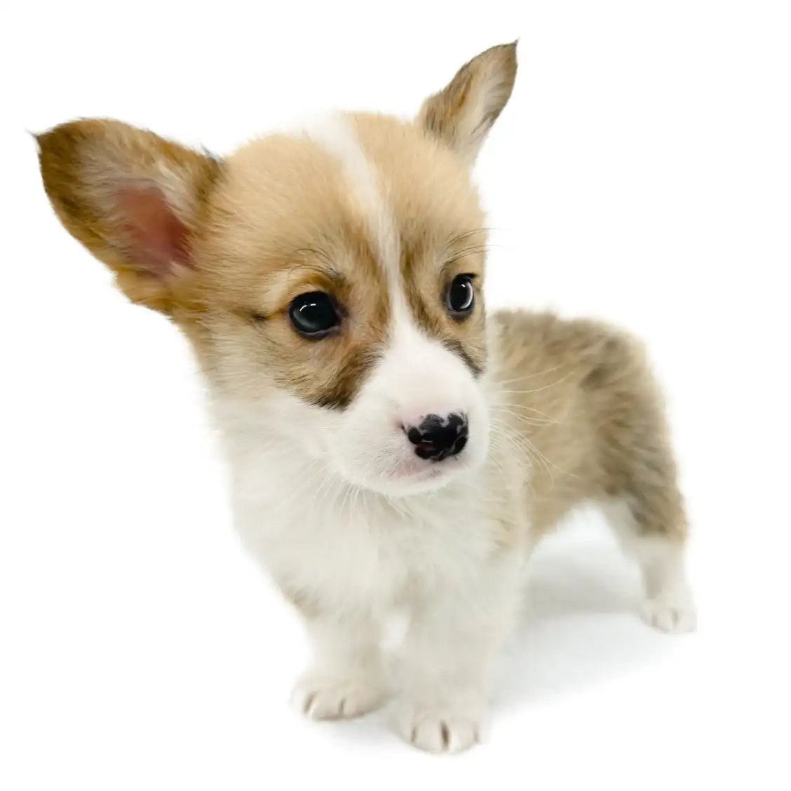 ウェルシュコーギーペンブローク