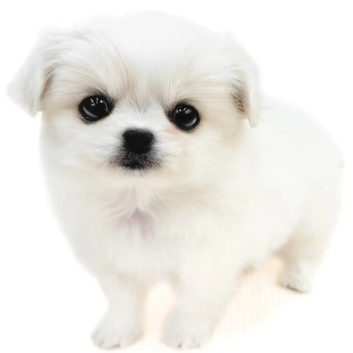 MIX(チワワ×ペキニーズ)