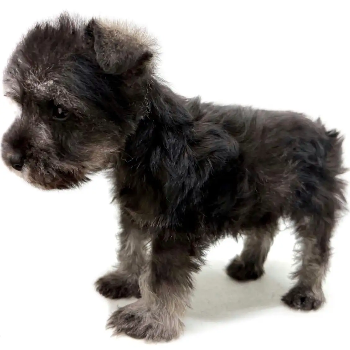 ミニチュア・シュナウザー