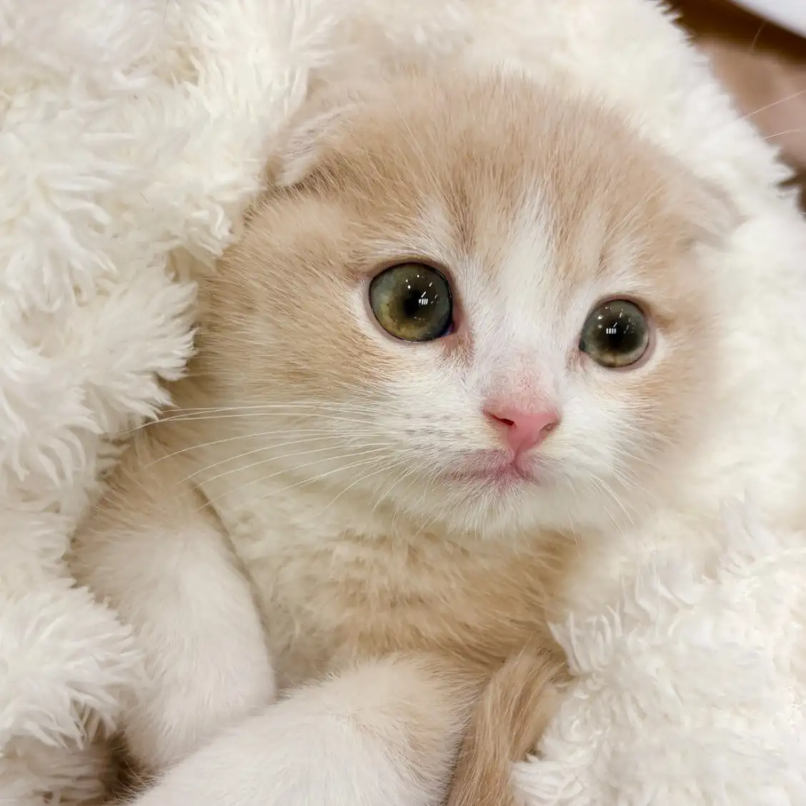 スコティッシュフォールド