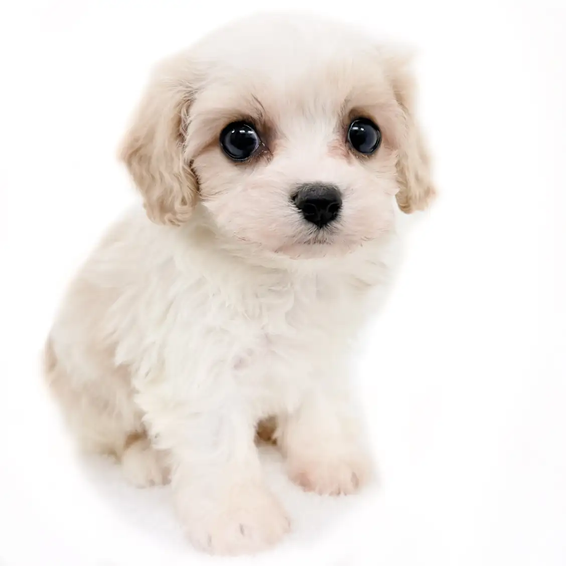 MIX（キャバリアキングチャールズスパニエル×ビションフリーゼ）