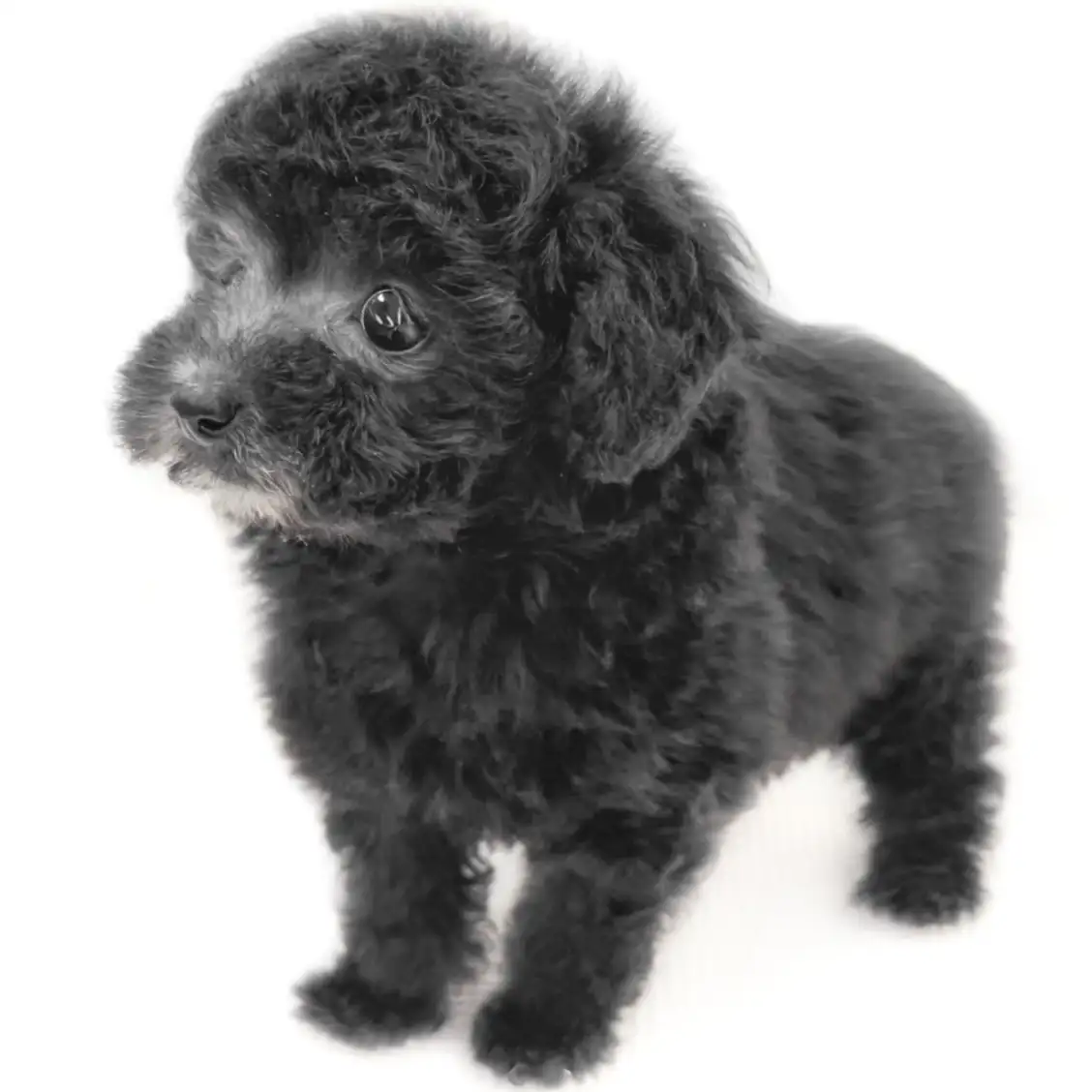 トイ・プードル