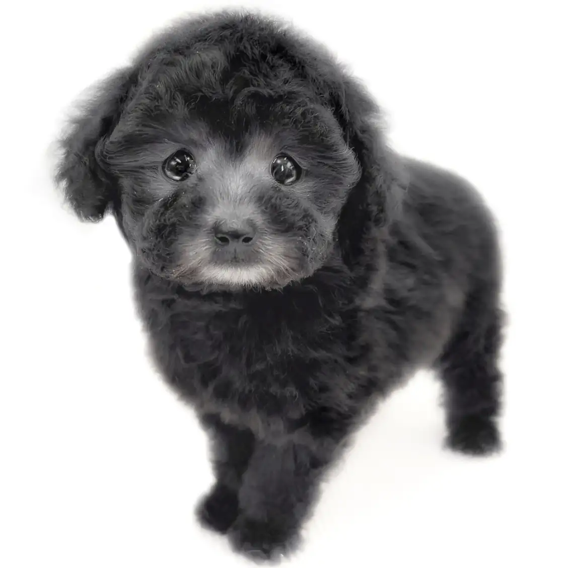 トイ・プードル