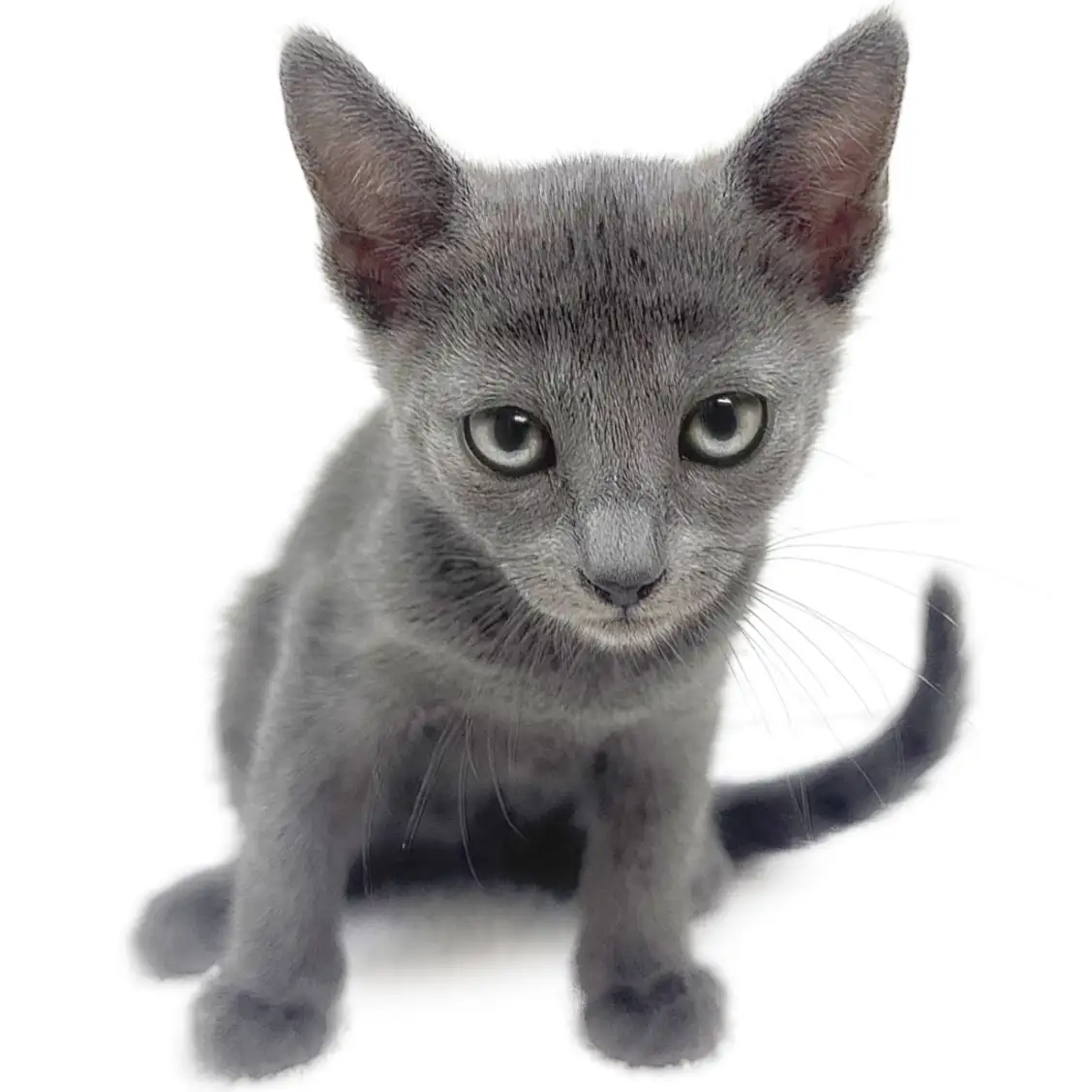 ロシアンブルー