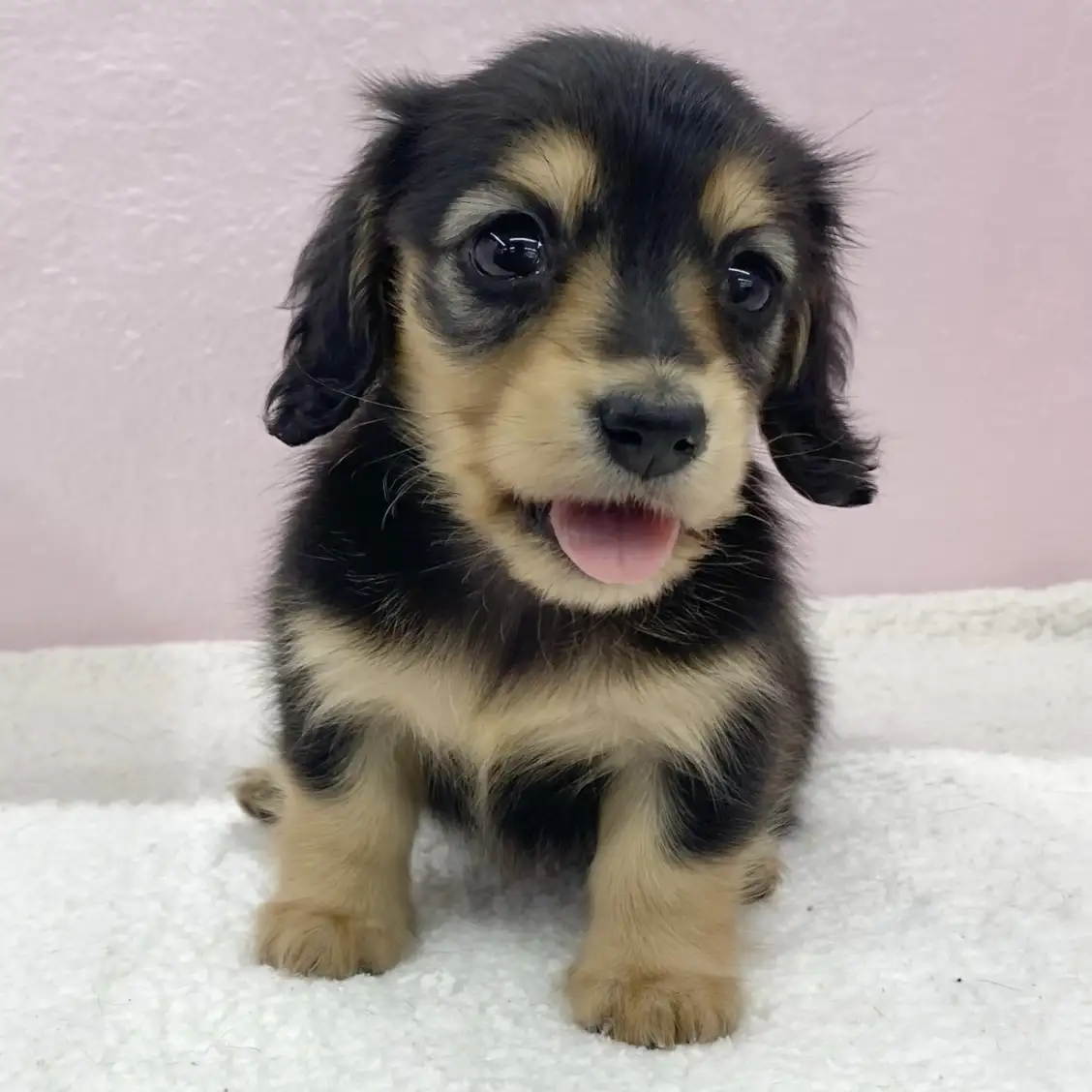 ミニチュア・ダックスフント | ペットショップ マルワン 小さめ子犬