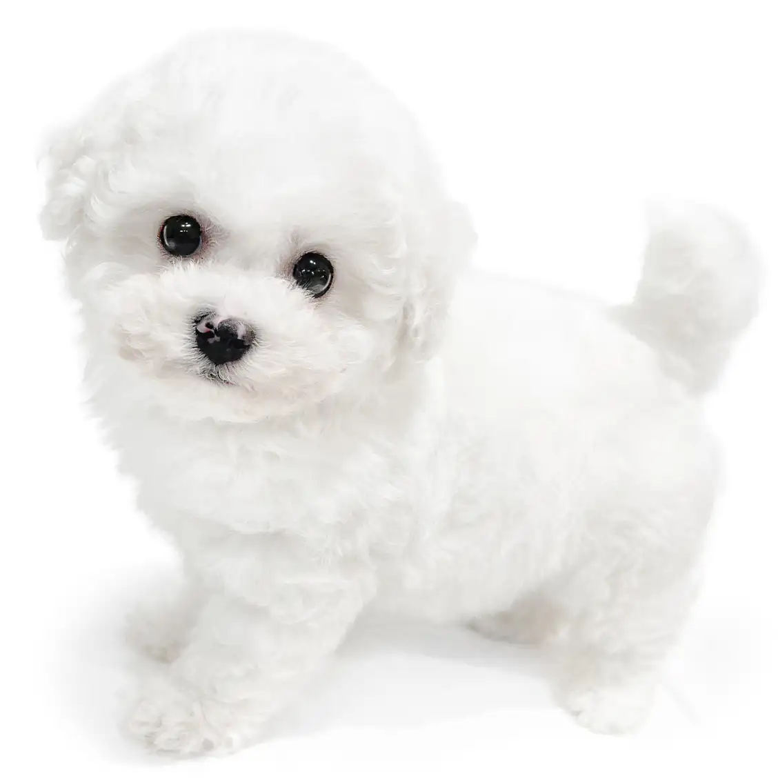 ビションフリーゼ