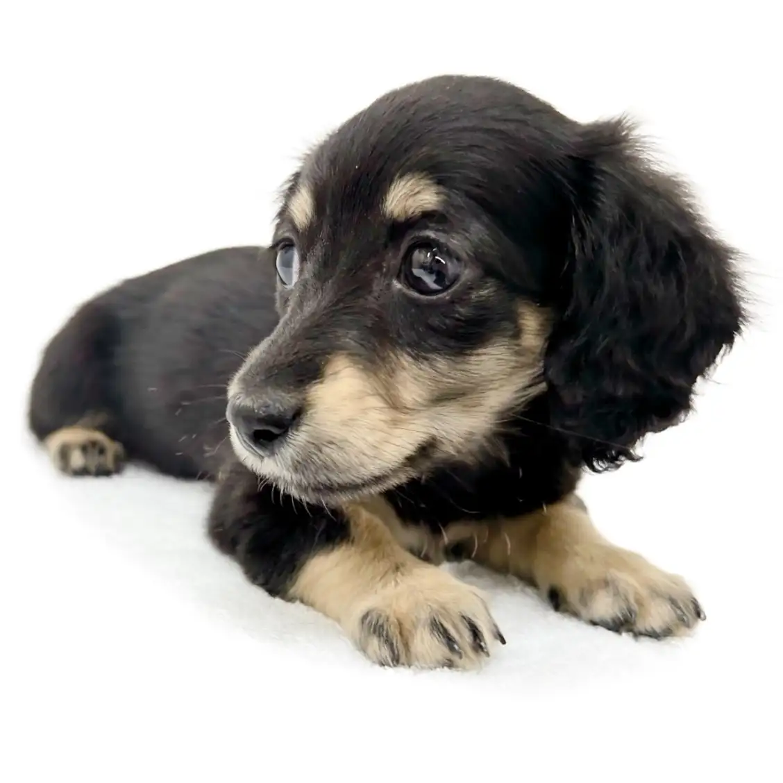 ミニチュア・ダックスフント