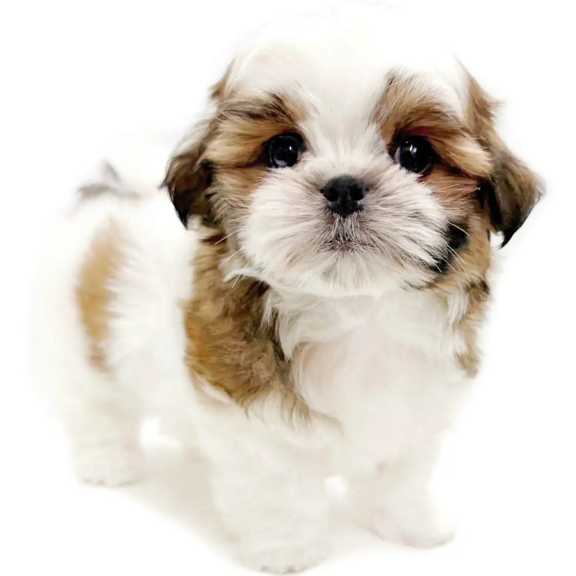 MIX(マルチーズ×シーズー)