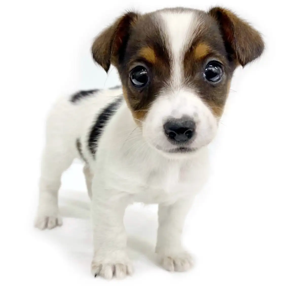 ジャックラッセルテリア