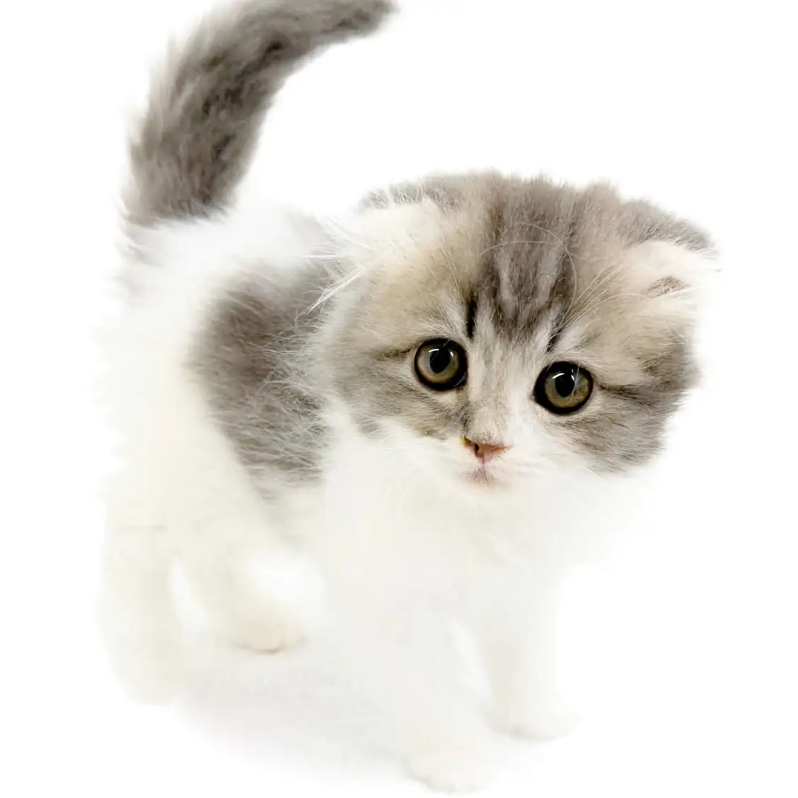 スコティッシュフォールド