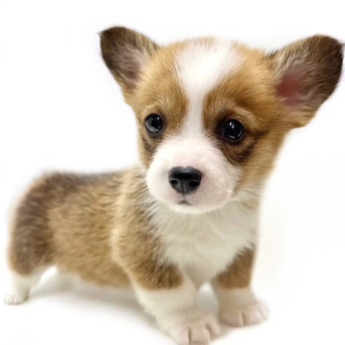 ウェルシュコーギーペンブローク