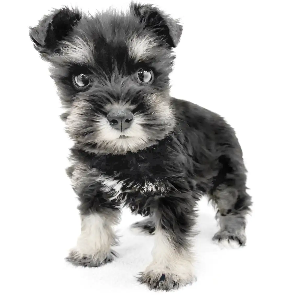 ミニチュア・シュナウザー