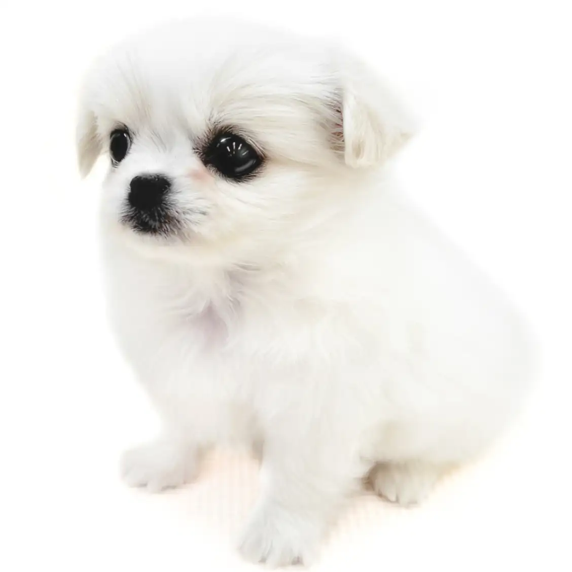 MIX(チワワ×ペキニーズ)