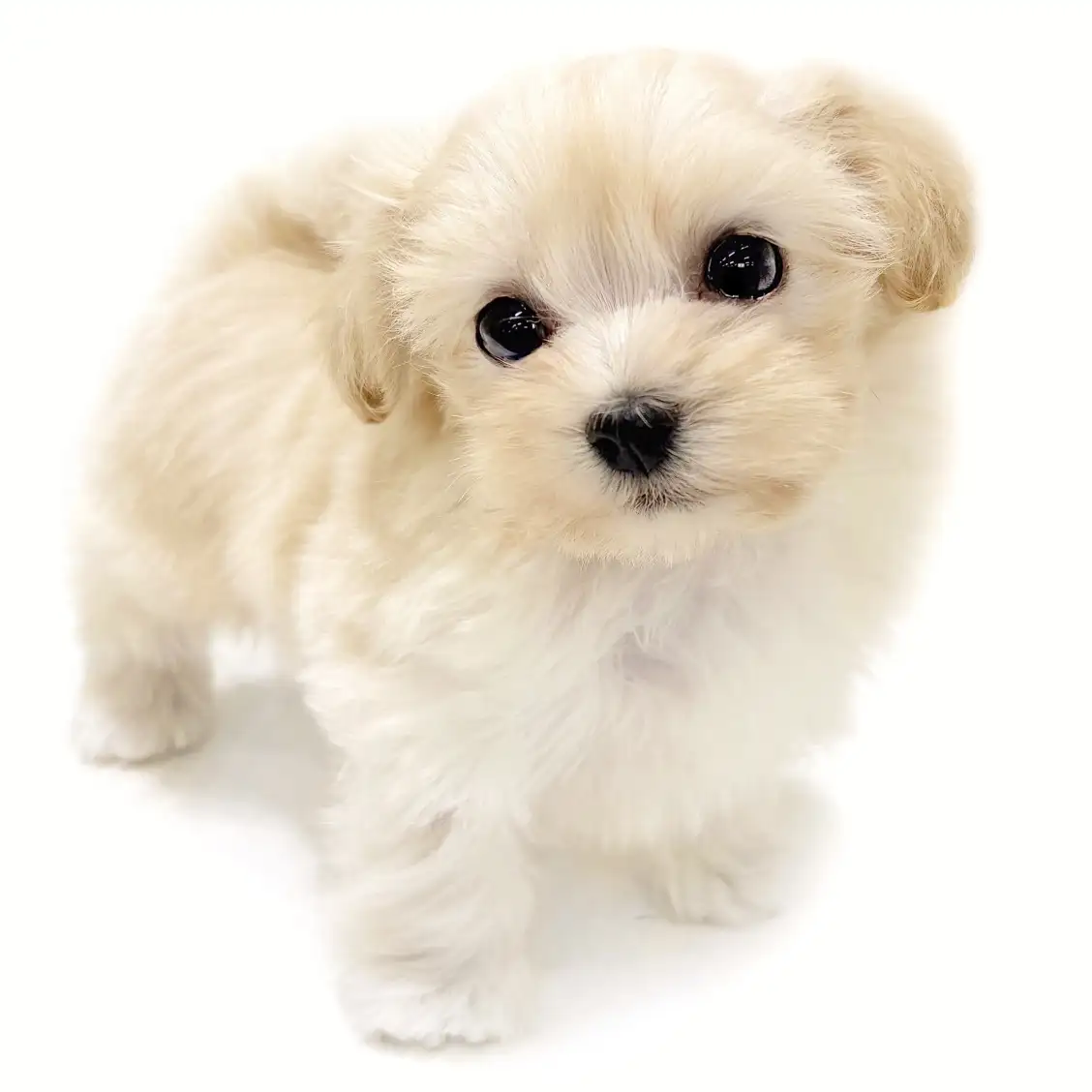 MIX（マルチーズ×トイプードル）