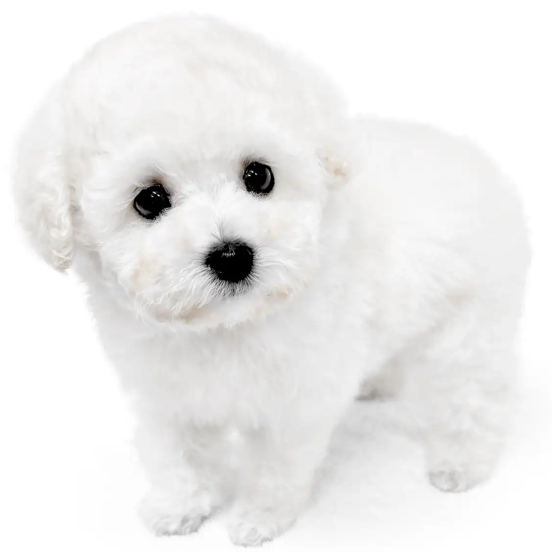 トイ・プードル