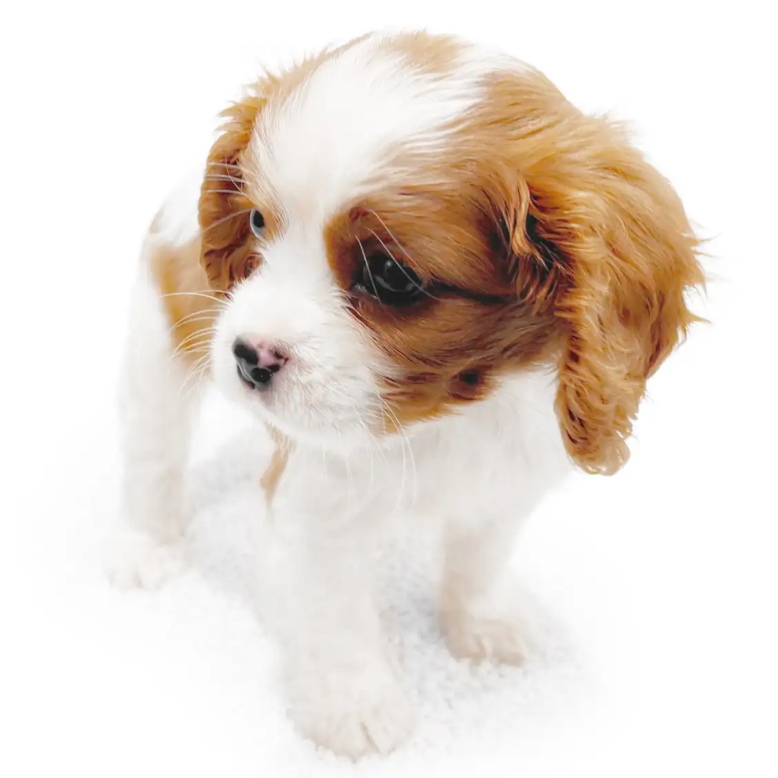 キャバリア・キングチャールズ・スパニエル