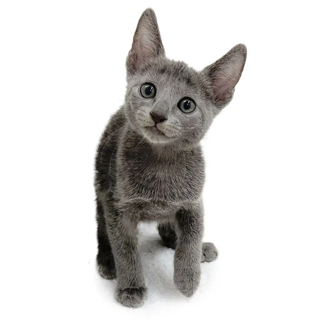 ロシアンブルー